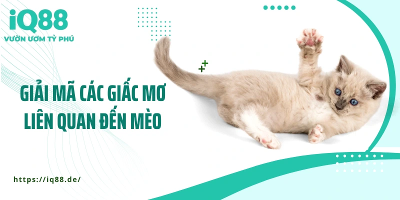 Mơ Thấy Mèo: Giải Mã Những Thông Điệp Bất Ngờ Từ Giấc Mơ - ZEMALI.CLUB