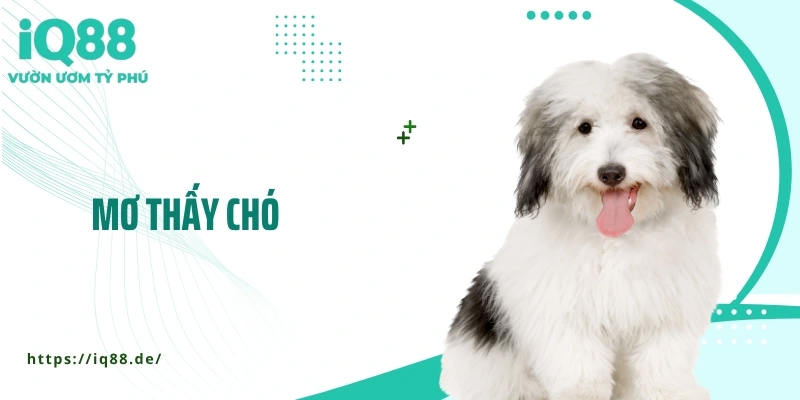 Mơ Thấy Chó: Giấc Mơ Báo Hiệu Điều Gì, Lành Hay Dữ? - ZEMALI.CLUB