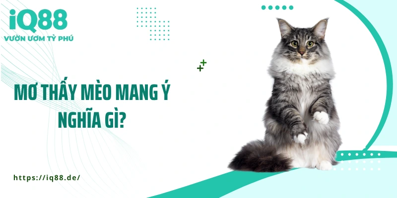 Mơ Thấy Mèo: Giải Mã Những Thông Điệp Bất Ngờ Từ Giấc Mơ - ZEMALI.CLUB