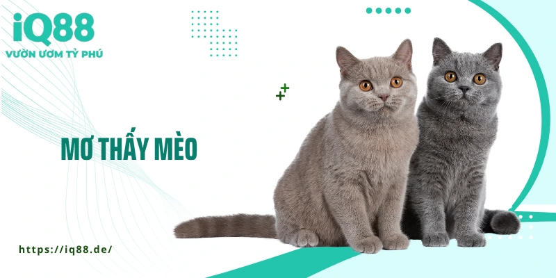 Mơ Thấy Mèo: Giải Mã Những Thông Điệp Bất Ngờ Từ Giấc Mơ - ZEMALI.CLUB