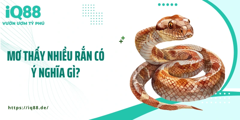 Mơ Thấy Nhiều Rắn - Bất Ngờ Với Những Lý Giải Tâm Linh - ZEMALI.CLUB