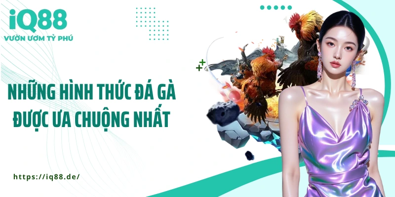 Sân Đá Gà IQ88 - Cược Nhanh, Thắng Lớn, Hồi Hộp Từng Giây - ZEMALI.CLUB
