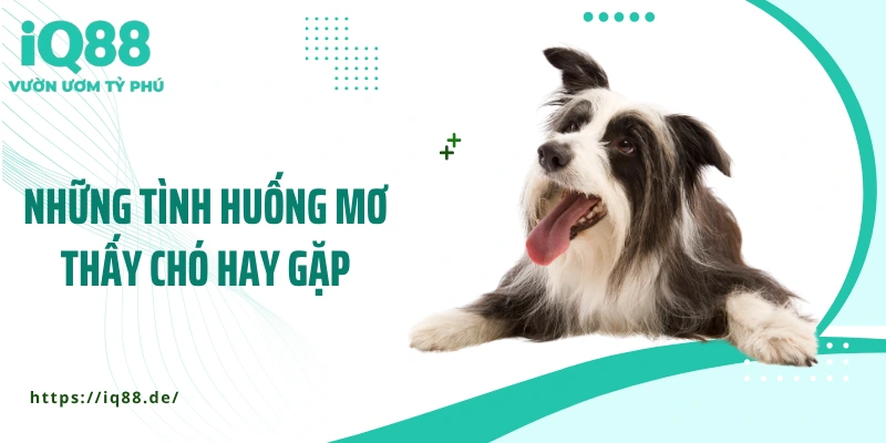 Mơ Thấy Chó: Giấc Mơ Báo Hiệu Điều Gì, Lành Hay Dữ? - ZEMALI.CLUB